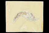 XL, Cretaceous Fossil Shrimp - Lebanon #162802-1